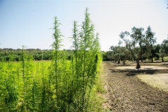 CANAPA-23-Large