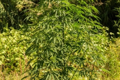 CANAPA-31-Large