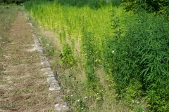 CANAPA-45-Large