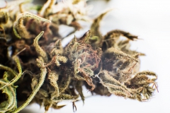 Selezione Fioresativo CBD13 03